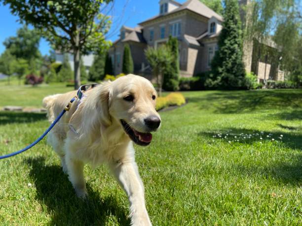 istock Happy Golden Retriever on a walk 1322223719
