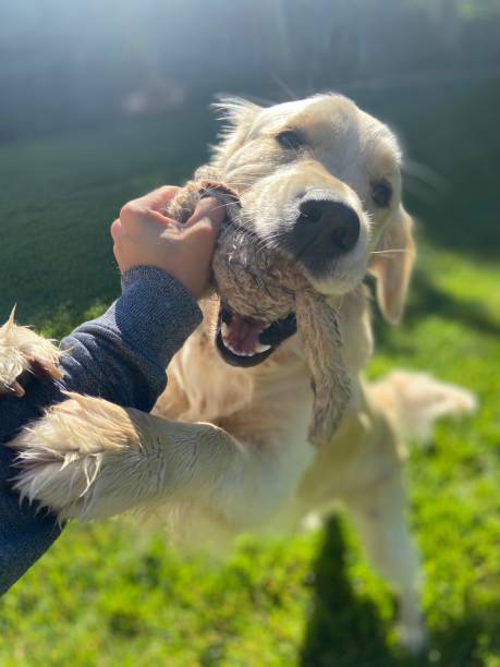 istock Happy Golden Retriever playing with a toy 1322223761