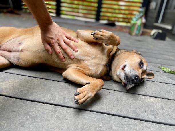 istock Happy dog getting a belly rub 1322223765