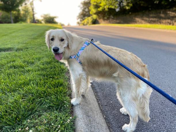 istock Happy Golden Retriever on a walk 1322223785