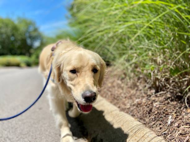 istock Happy Golden Retriever on a walk 1322223804