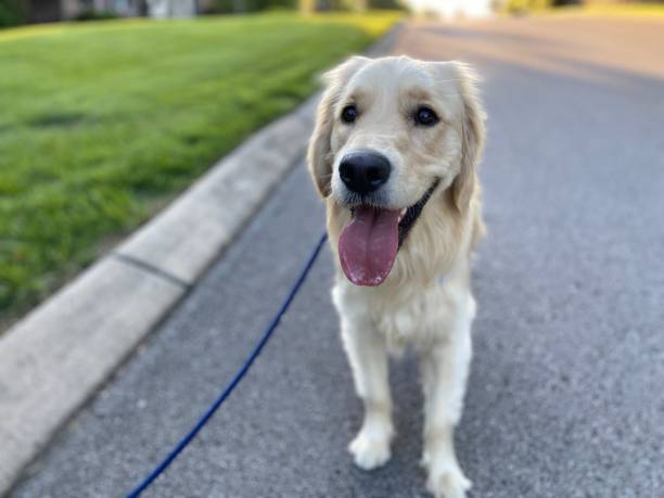 istock Happy Golden Retriever on a walk 1322223844