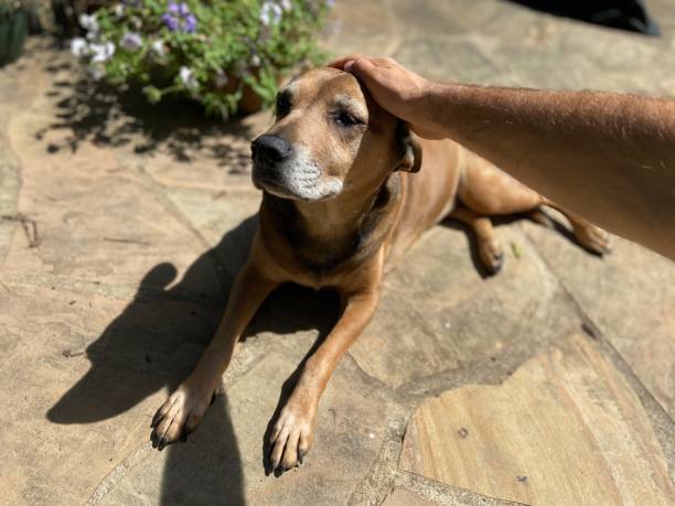 istock Happy dog outside 1322223982