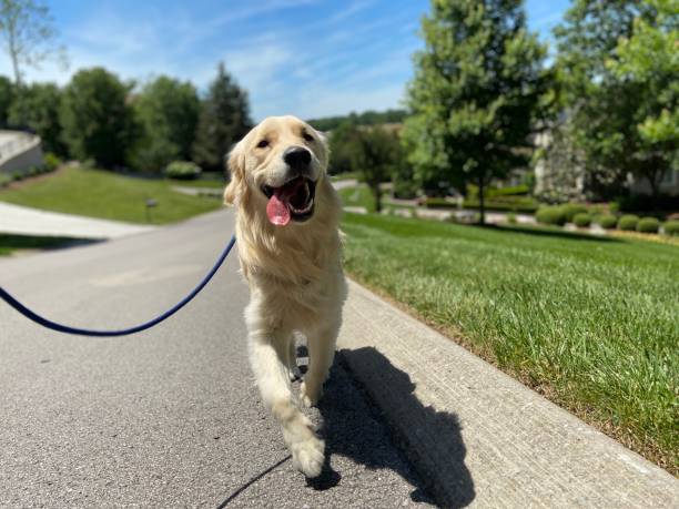 happy golden retriever on a walk - dog walking retriever golden retriever imagens e fotografias de stock