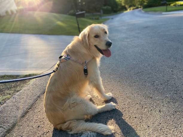 istock Happy Golden Retriever on a walk 1322224568