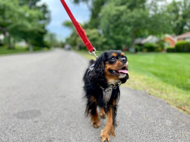 istock Happy Cavalier King Charles Spaniel on a walk 1322224592