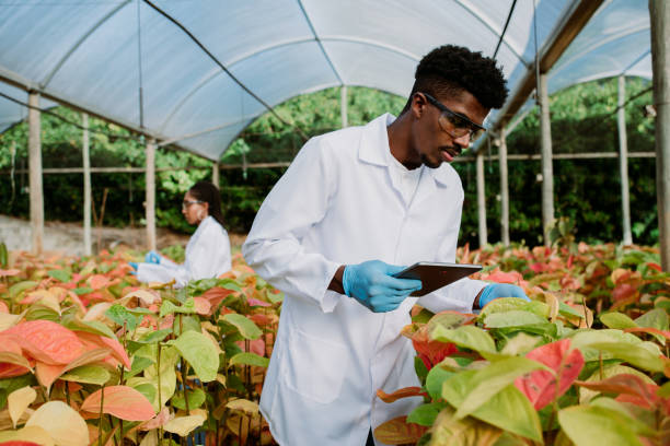 hommes analysant la science des plantes - agriculture greenhouse research science photos et images de collection