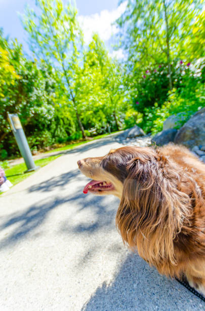 istock Brown, chocolate cream dachshund. dog 1322224922