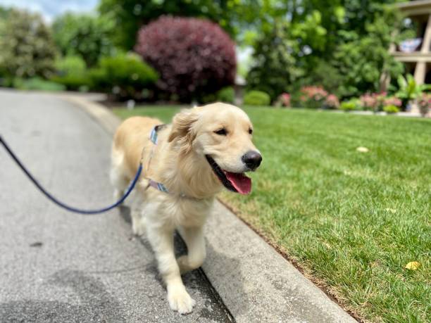 Happy Golden Retriever on a walk Happy Golden Retriever on a walk yellow labrador stock pictures, royalty-free photos & images