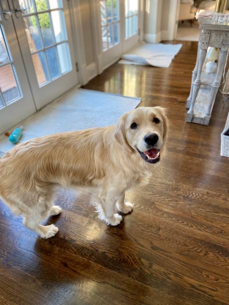 istock Happy Golden Retriever 1322225701