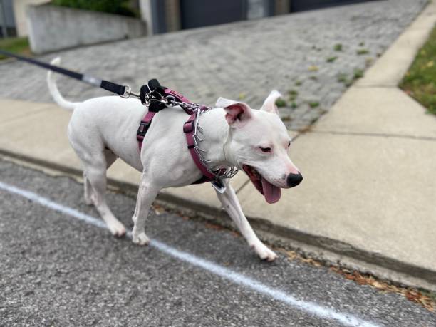 istock Happy dog on a walk 1322225751
