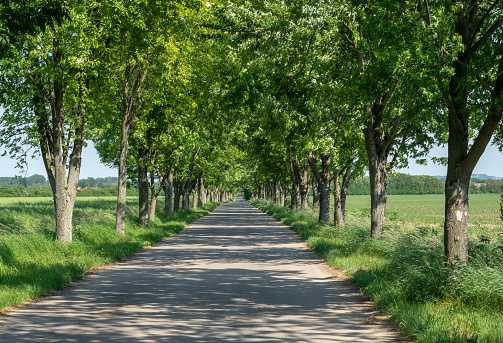 Tree lined country road. Rural tree avenue.