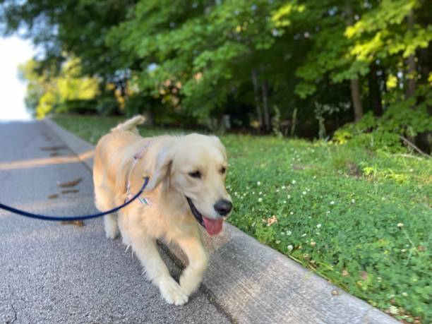 istock Happy Golden Retriever on a walk 1322226791