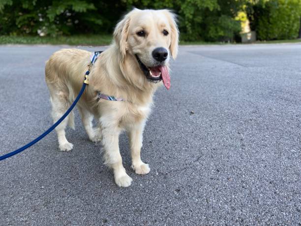 istock Happy Golden Retriever on a walk 1322226818