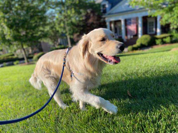 istock Happy Golden Retriever on a walk 1322226914