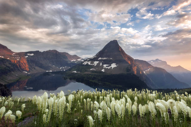 parque nacional glaciar - lago escondido & montanha bearhat com capim-urso - montana mountain meadow flower - fotografias e filmes do acervo