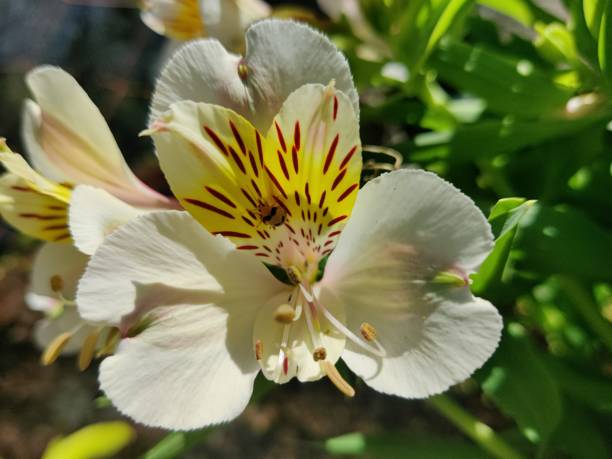 istock White Alstroemeria up close 1322230213