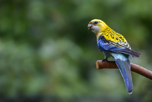 Pale Headed Rosella perched branch