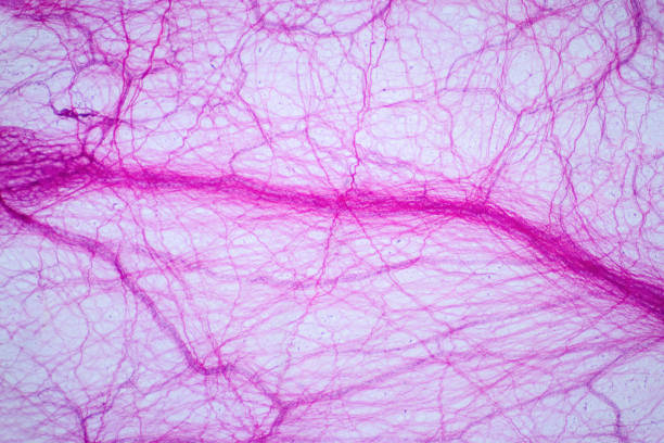 Areolar connective tissue under the light microscope view. Human pathology education. Haematoxylin and eosin staining technique. Areolar connective tissue under the light microscope view. Human pathology education. Haematoxylin and eosin staining technique. human cell animal cell healthcare and medicine abstract stock pictures, royalty-free photos & images