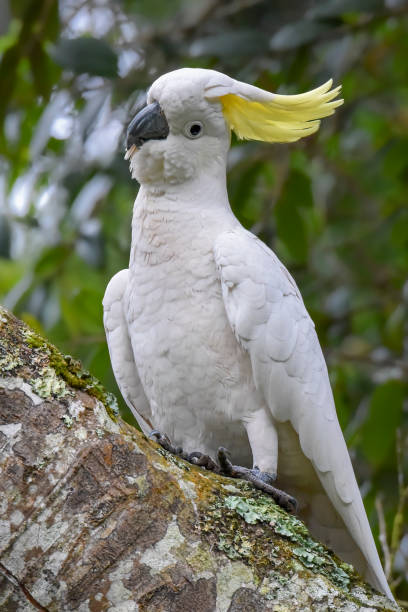 istock Sulphur Crested Cockatoo 1322236235