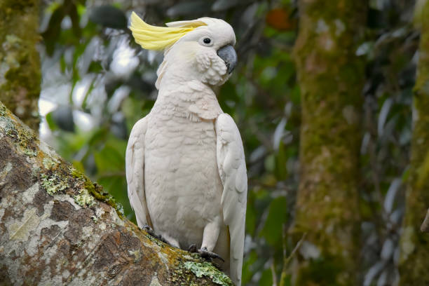 istock Sulphur Crested Cockatoo 1322236246