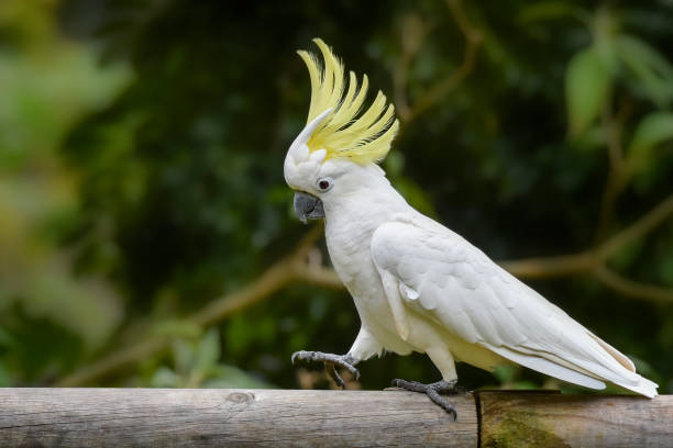 Sulphur Crested Cockatoo Cacatua galerita walking along a timber fence cockatoo stock pictures, royalty-free photos & images