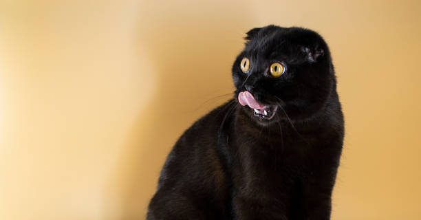 istock Black cat with a shopping basket filled with fish 1322237479