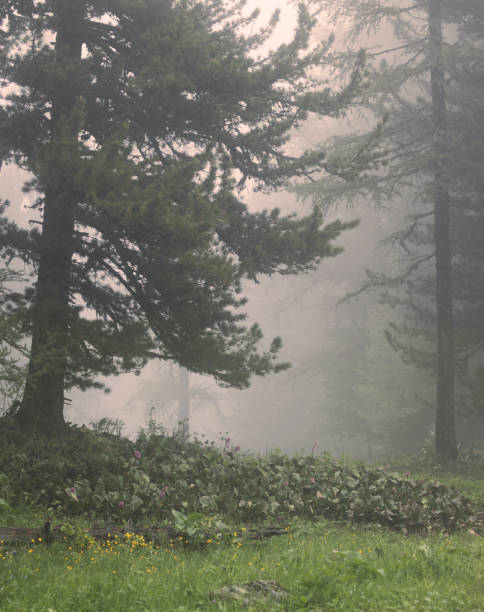 istock Fog in the forest, Siberian taiga, wild 1322237525