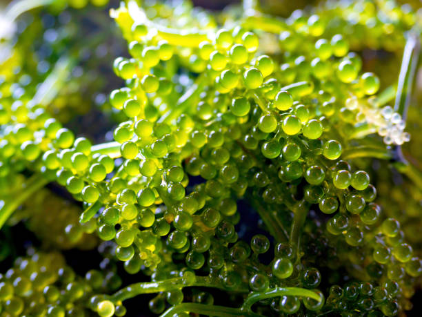 istock Close up sea grapes seaweed. 1322239049