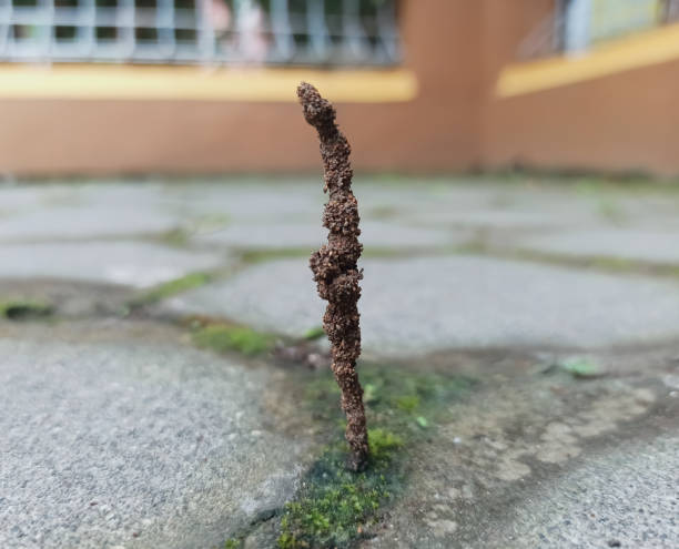 istock The anthill between the paving look very artistic 1322239449