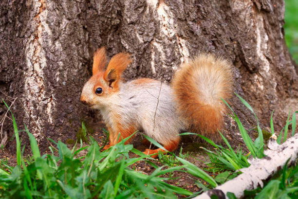 istock Squirrels in spring in Siberia 1322240243