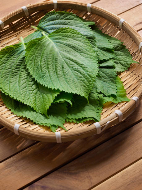 istock Korean fresh organic sesame leaves 1322241884
