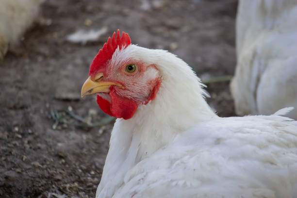 istock Small chicken coop and fenced area for chickens. Nature 1322242024