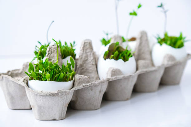 istock Fresh micro greens. Microgreens of arugula and cress grow in white egg shell. Cardboard boxes with seedlings in eggshell. Sprouts. Seedlings without plastic. Growing microgreens at home 1322242027