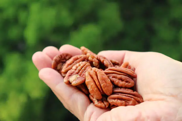 Man's Hand Filled with Pecan Nuts with Blurry Green Garden in the Backdrop
