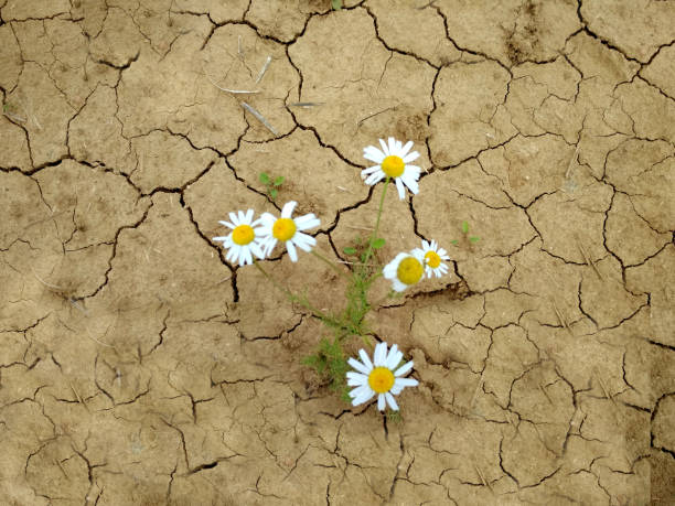 istock A white Daisy in the dry, cracked soil. 1322243755