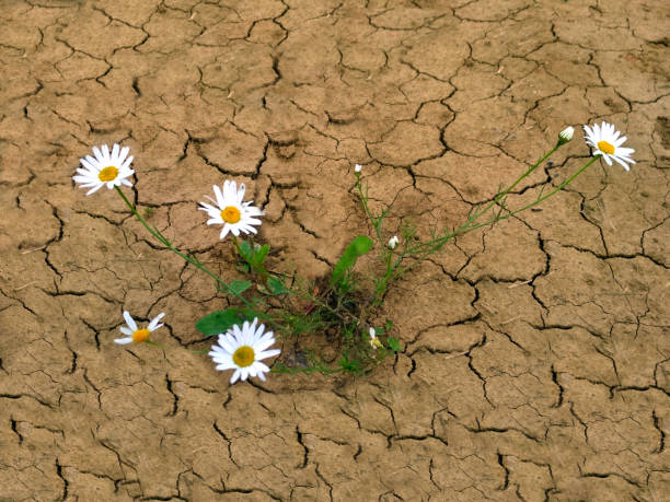 istock A white Daisy in the dry, cracked soil. 1322243770