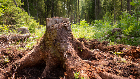 A tree stump in the woods.Exploitation of pine forests leads to deforestation, endangering the environment