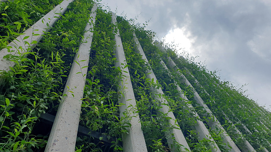 Green vertical tree walll rows building and nature harmony lifestyle in urban life