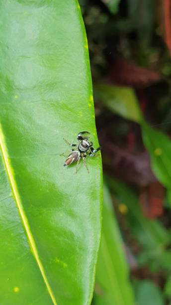 istock tiny blue turquise color spider on green leaf tropical nature life 1322247721