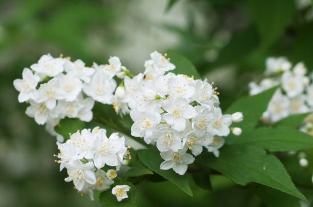 istock Philadelphus flowers in spring, close up 1322250006