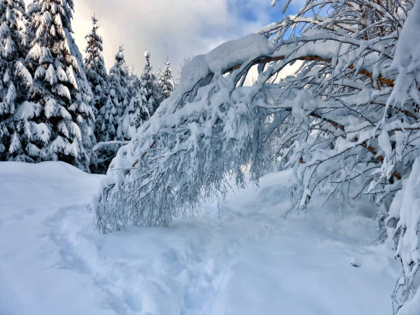 istock winter background with trees and snow 1322250128