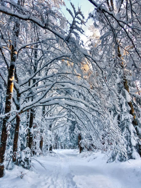 istock Snow covered forest  - natural winter background. 1322250160