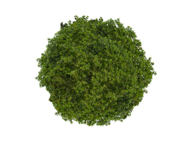 istock Green leaves circle isolated on white background. 1322250352