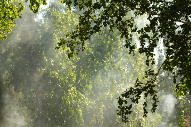 Smoke from forest fires against the trees survived from the fire.