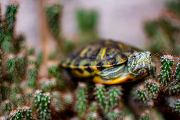 Close-up of a small yellow-bellied slider turtle being held by a woman