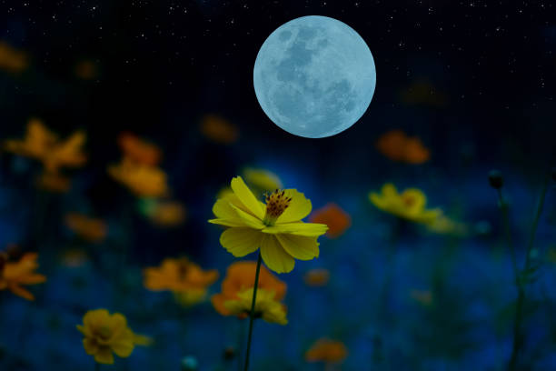 istock Full moon with cosmos flowers silhouette in the night. 1322251404