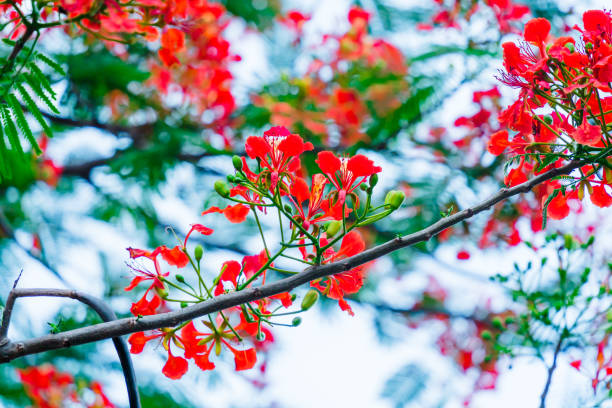 istock Summer Poinciana phoenix 1322251752