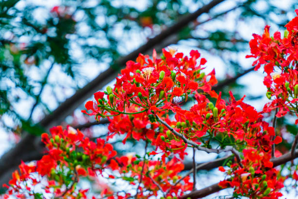 istock Summer Poinciana phoenix 1322252242