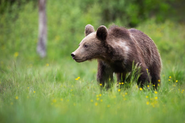 istock Young brown bear looking aside on a green glade with copy space 1322253608